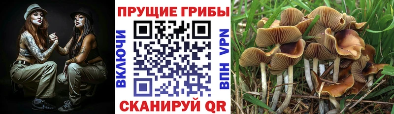 где найти наркотики Набережные Челны Псилоцибиновые грибы GOLDEN TEACHER